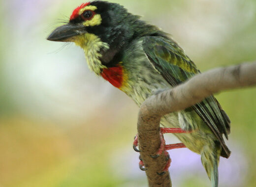 Coppersmith barbet perched on a branch, a bird commonly heard in Lucknow's parks at dawn