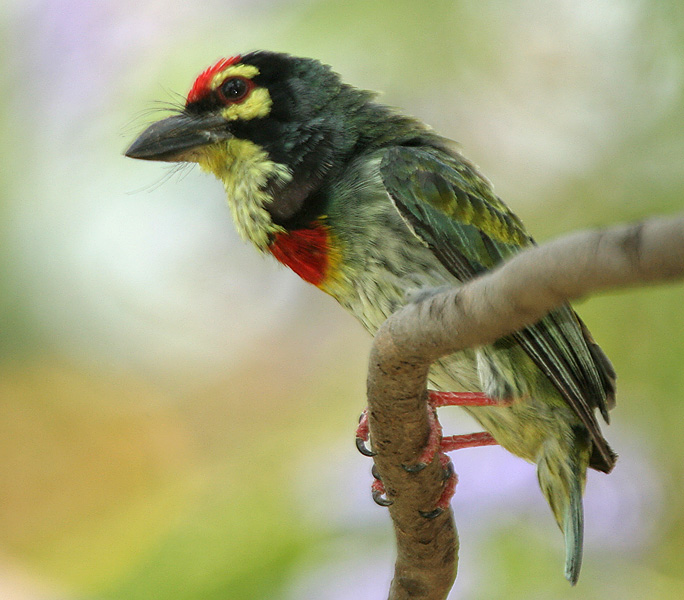 Coppersmith barbet perched on a branch, a bird commonly heard in Lucknow's parks at dawn